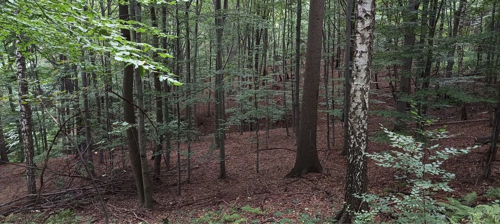 Działka Leśna STRACONKA Bielsko-Biała 1,5 ha 15029m2