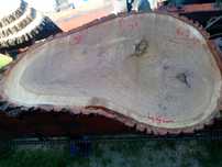 Plastry dąb drewno