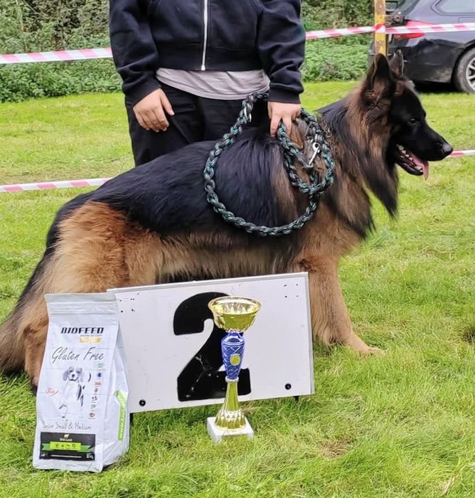 Owczarek niemiecki długowłosy