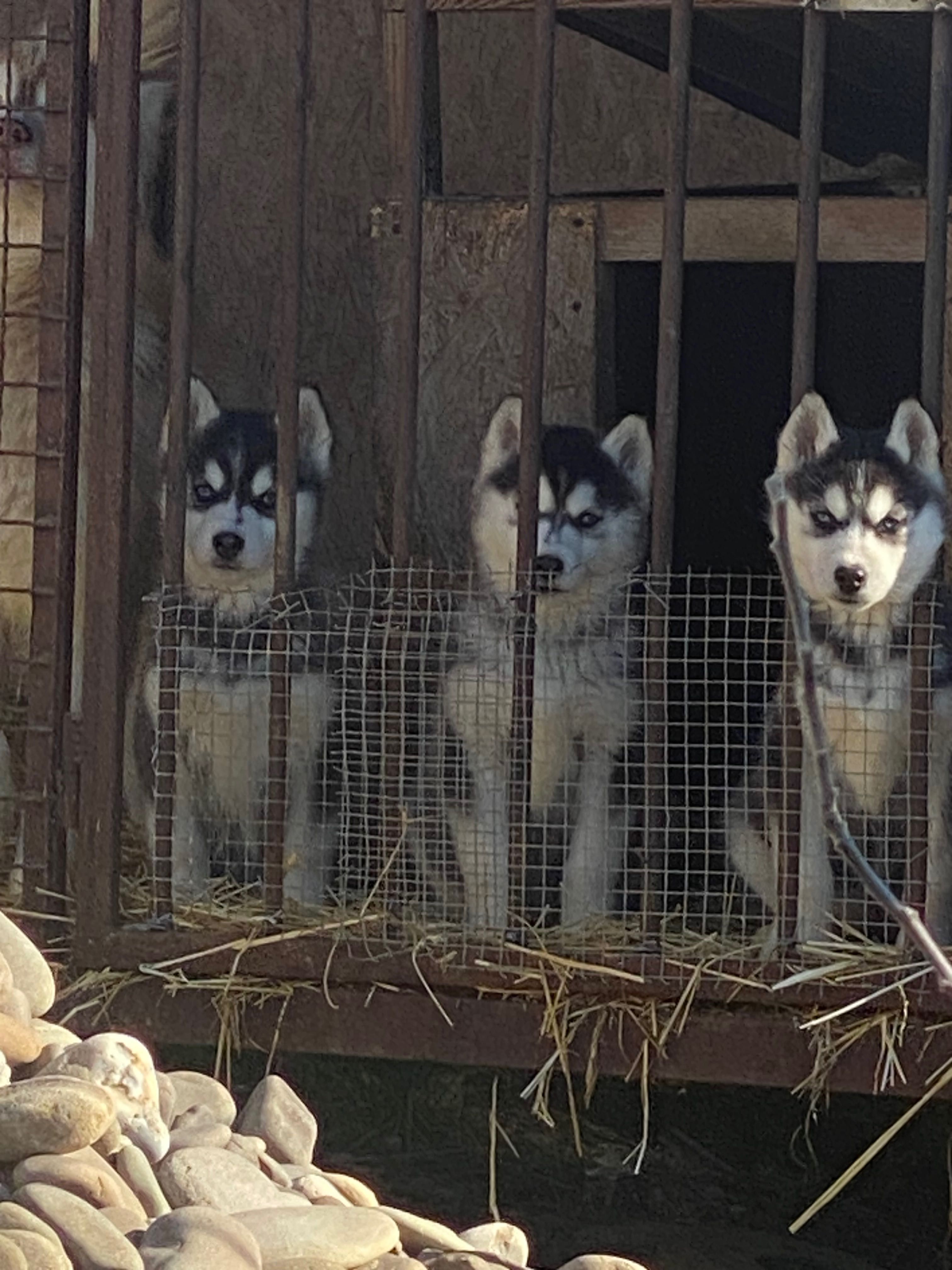 Продам Цуценя хаскі