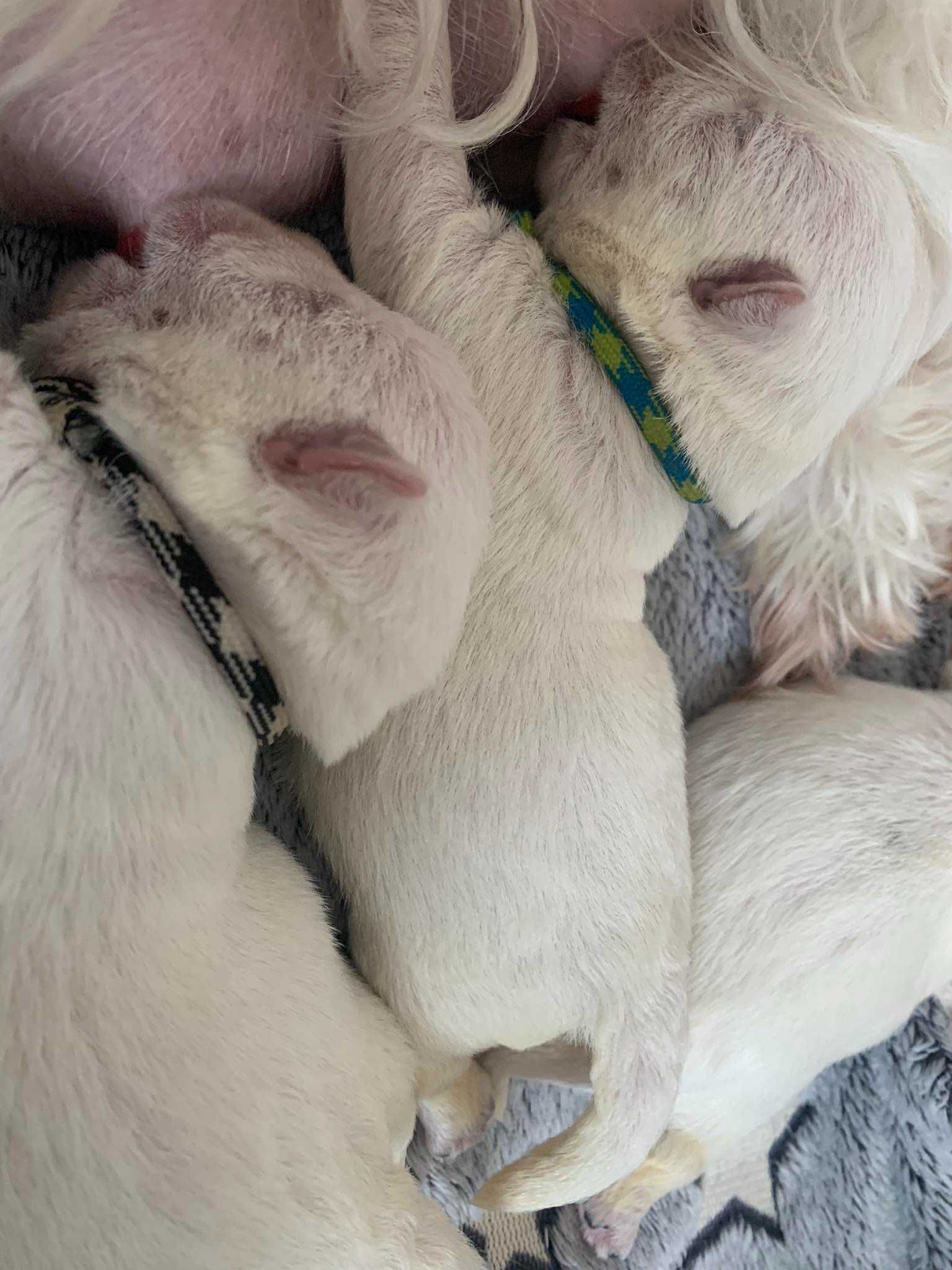 West Terrier ZKwP piesek