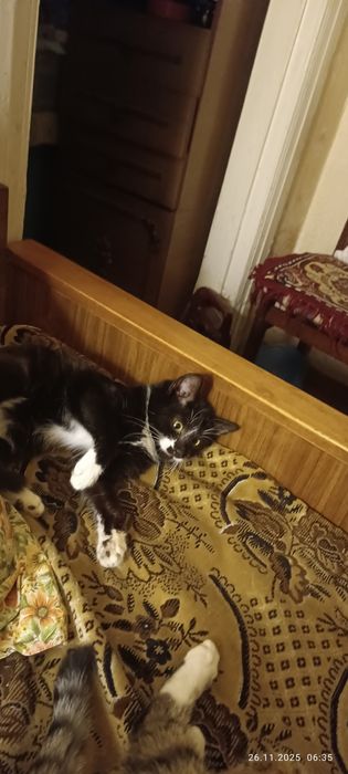 Две стилиризованные сестрички ищут дом один на двоих.