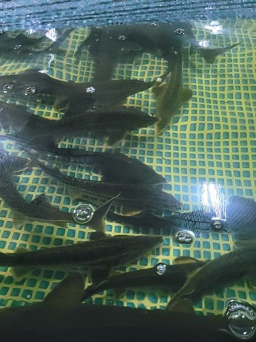 Осетр живой, живая рыба