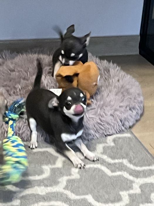 Cudowny piesek chihuahua niebiesko podpalany do odbioru