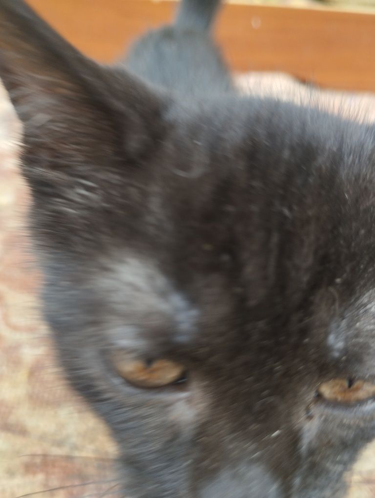 Кошеня, місяці 3 не більше