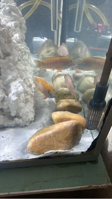 Cicledeos africanos venutos