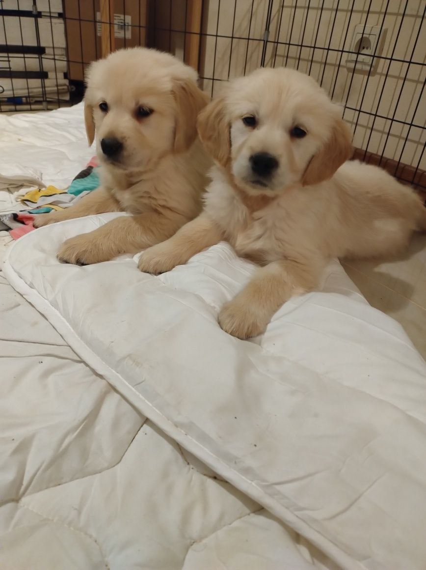 Szczeniak Golden Retriever