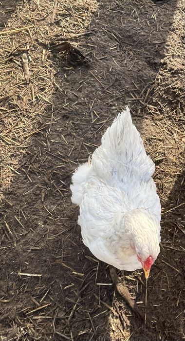 Duas femeas brahma splash