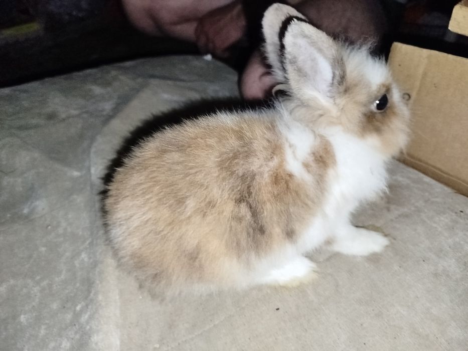 Miniatury króliczków angora, karzełek Tedy