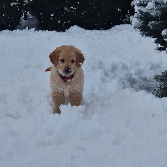 Golden Retriever po Championach