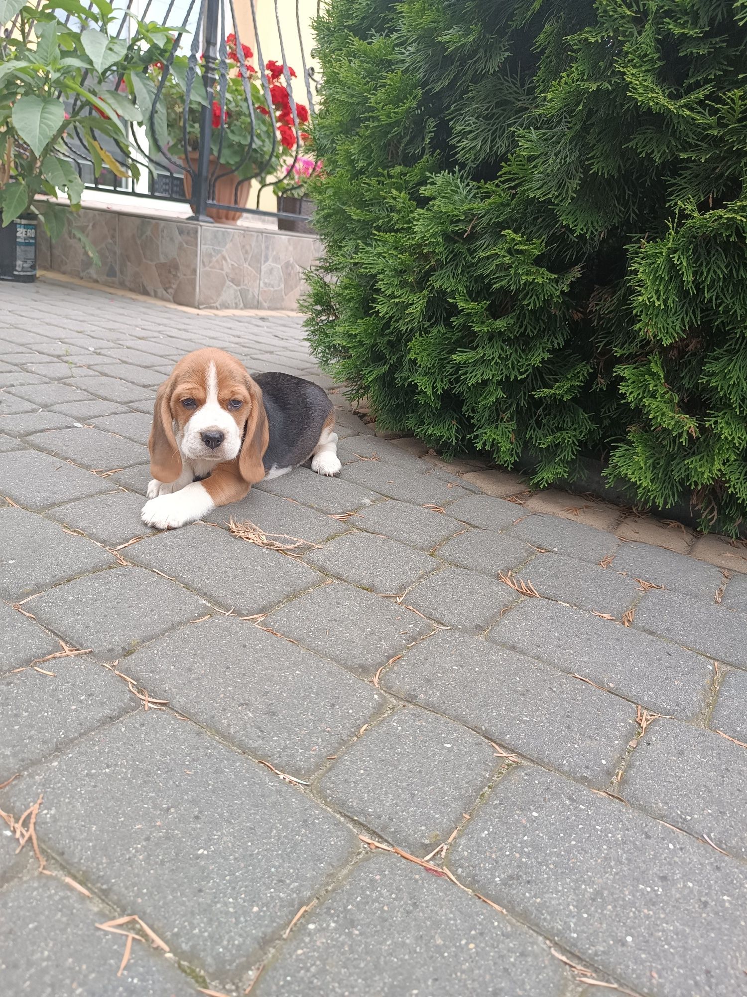 Szczeniak Beagl ( dziewczynka)
