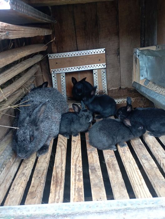 Кролики Полтавське Срібло!