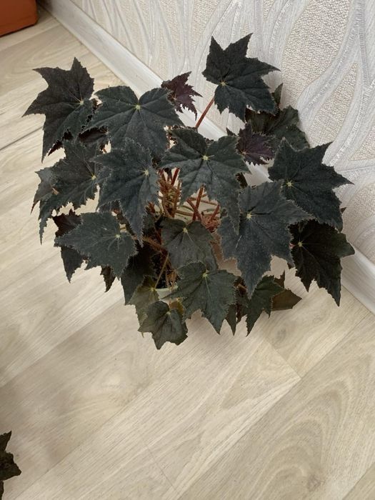 Бегония, фиалка, сансевиерия, хлорофитум, фикус и др.