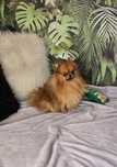 Suczka XXXS pomeranian FCI ZKwP