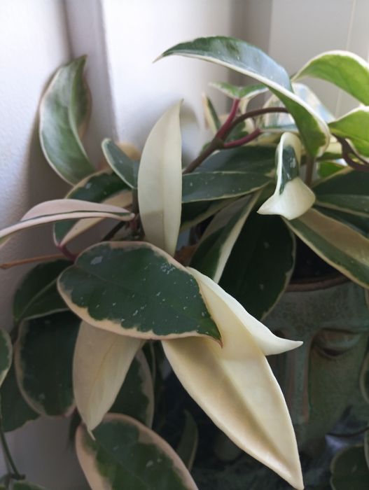 Hoya Krimson Queen hoja