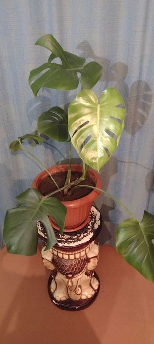 Монстера Деликатесная , возраст 4 года , с горшком