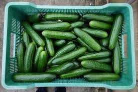 nasiona ogórka szklarniowego  BRITANOS