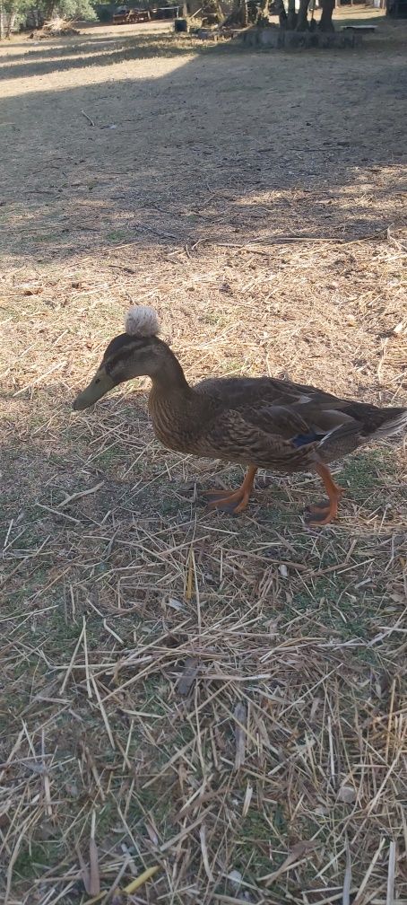 Casal de Patos Pompom