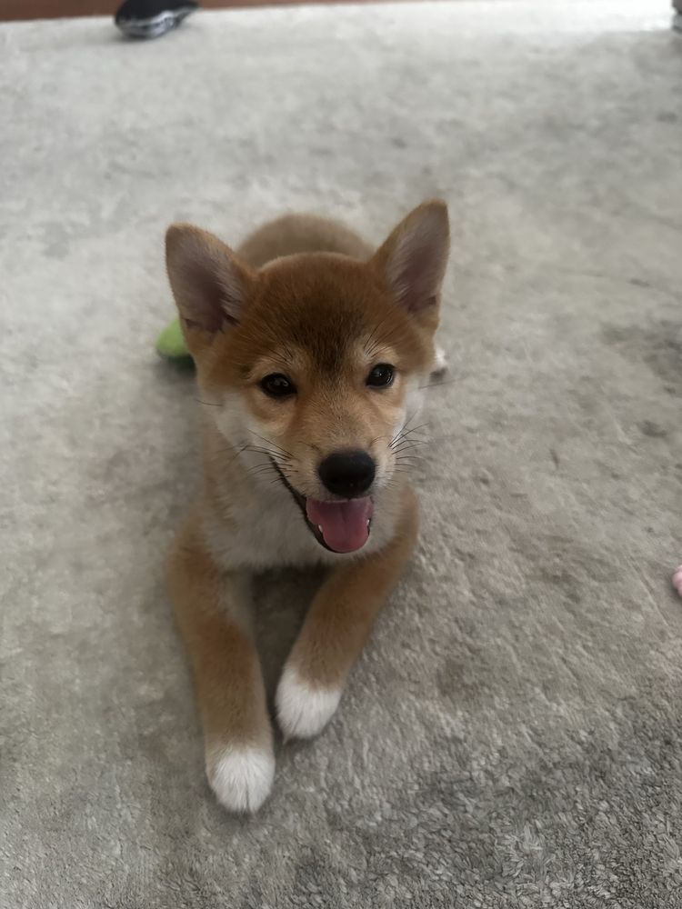 Shiba Inu Femea