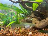 Guppys Endler 0,50€ - Alevins