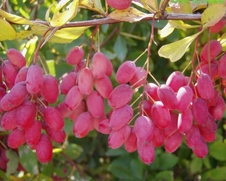 Барбарис "Амурський "