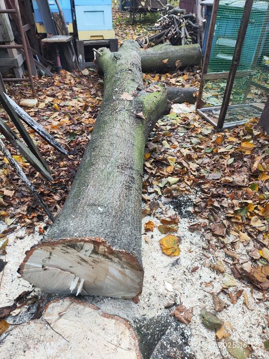 Pień lipy lipa drzewo drewno rzeźbami opał