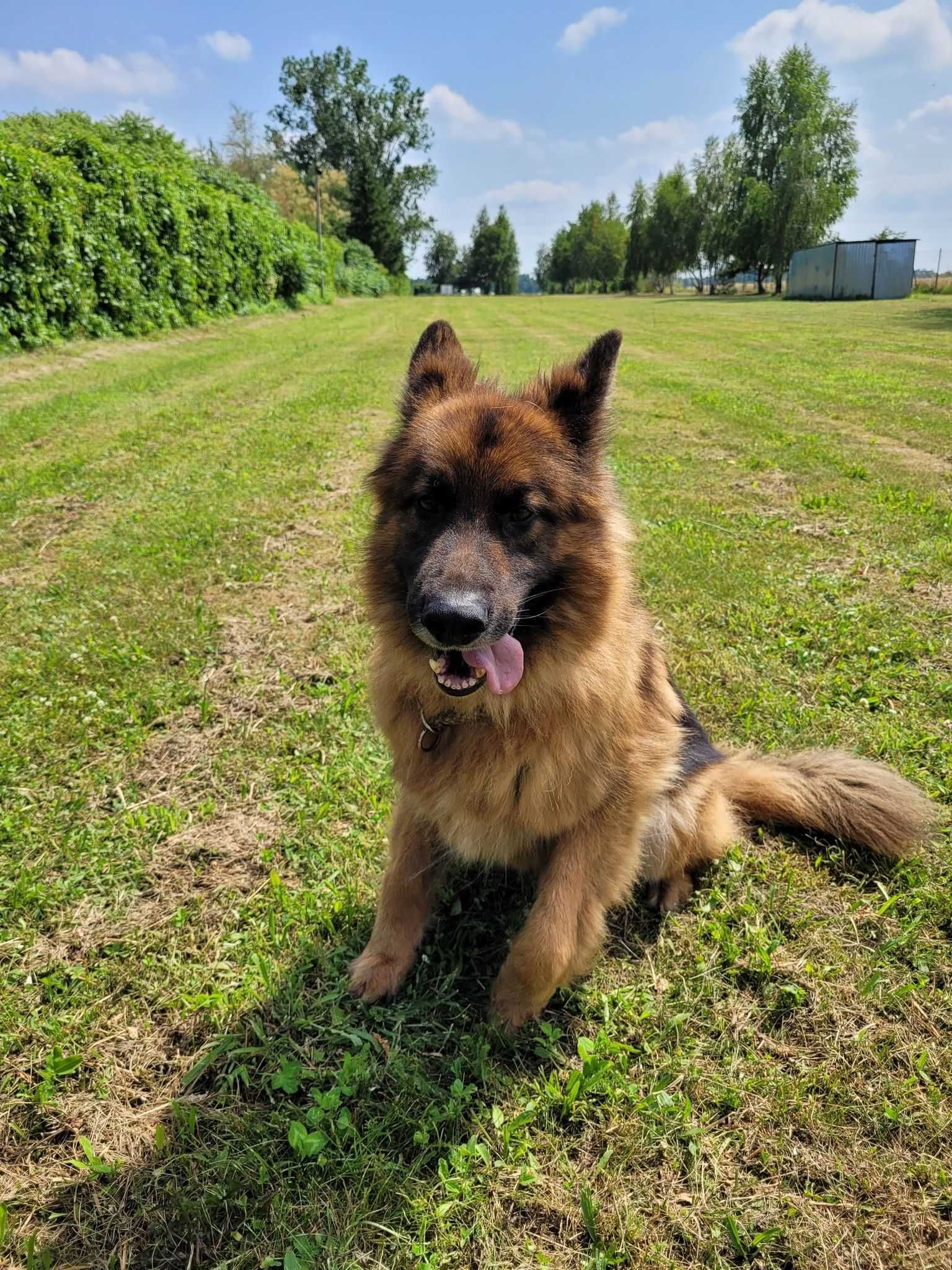 ASTRO - Piękny długowłosy owczarek poleca sie do adopcji