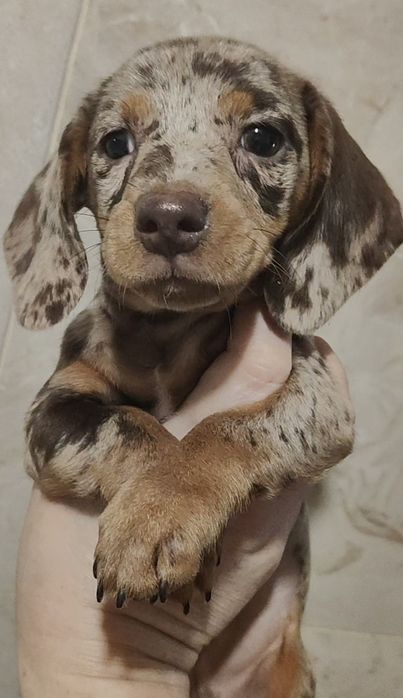 Коричнево-мраморные щенки кроличьей / мини таксы В ХАРЬКОВЕ