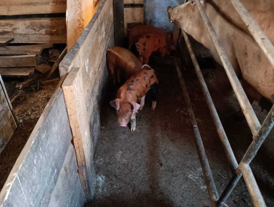 Поросята породи Кантор