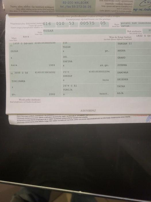 Ogier sztumski programowy kary
