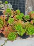 Plantas suculentas (diferentes tipos)