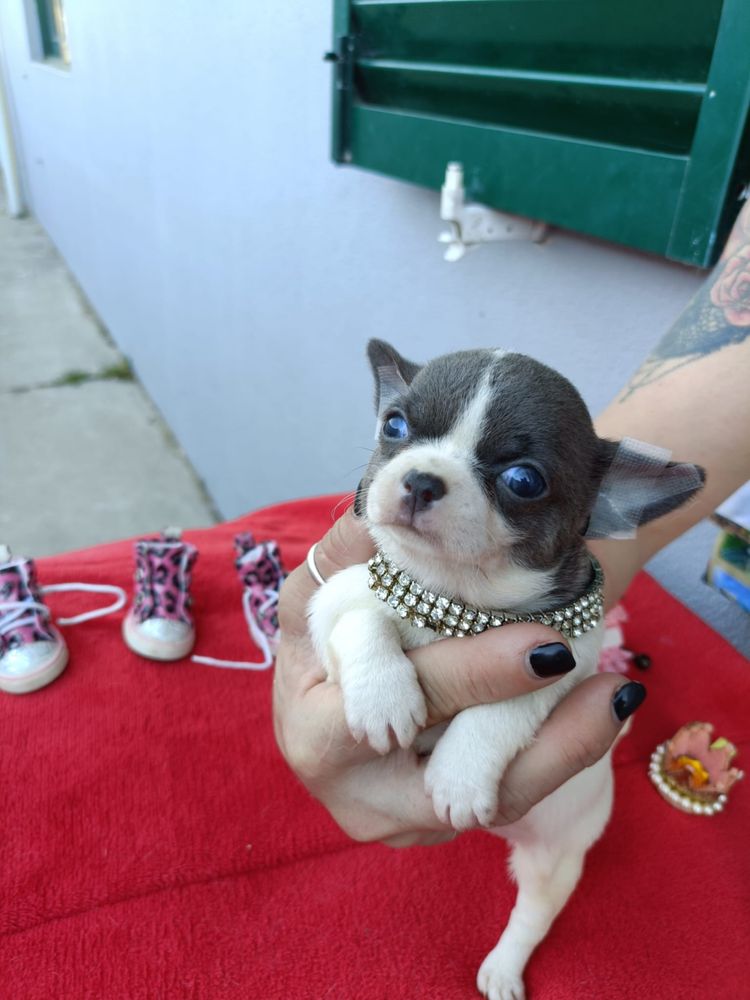 Lindissimo chihuahua blue pied