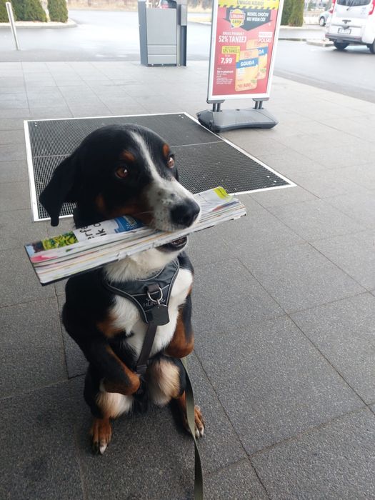 Behawiorysta psów | Szkolenie psów | Korekta psa agresywnego