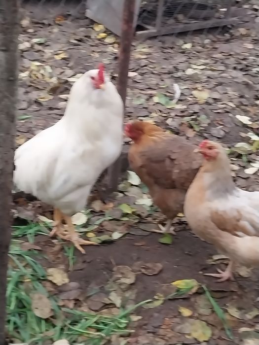 Продається гарний півень помісь араукана