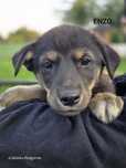 4 maluchy do adopcji