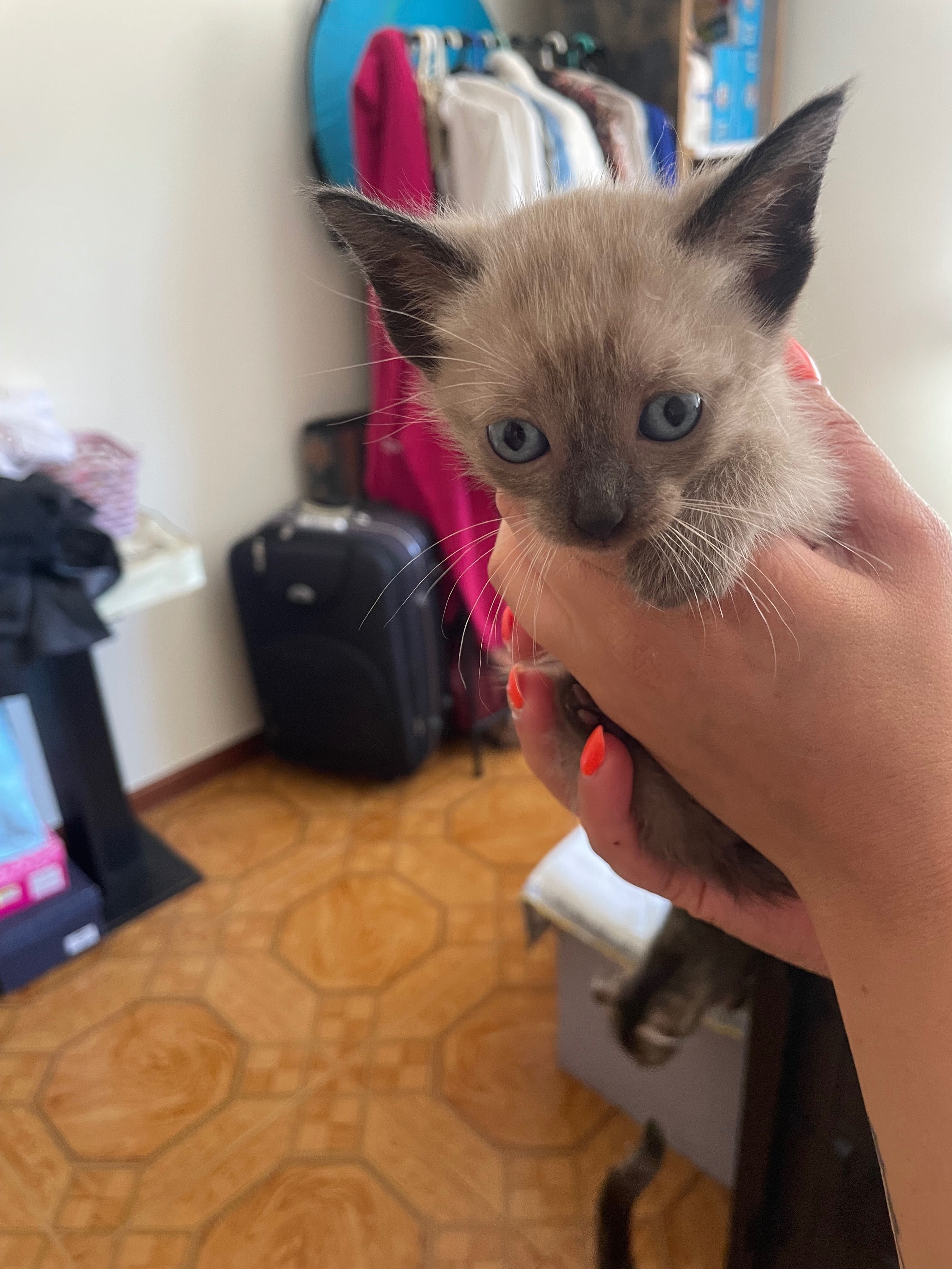 Gatos bebés para adoção urgente