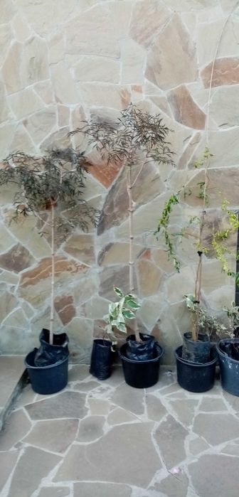 Ива Матсуда  (Матсудана), Клёны Фламинго , Роял Ред.