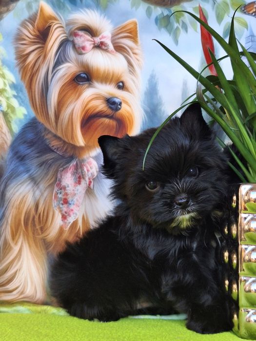 Yorkshire terrier czarny z rodowodem