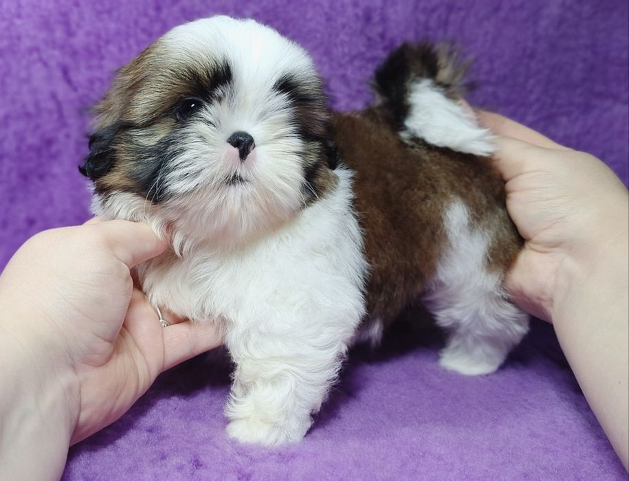 Shih Tzu z rodowodem - REZERWACJA wszystkich szczeniąt !