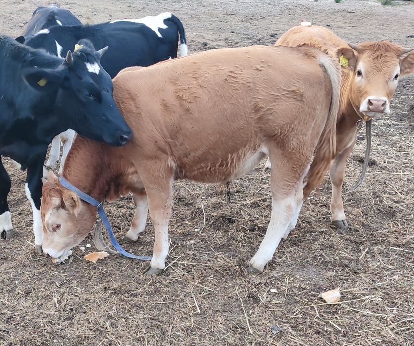 Byk byczek LM 100% Jałówka mięsna lm limousine 100 %