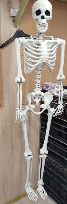 Kościotrupy, szkielety Halloween szkielet ok 160cm super solidne