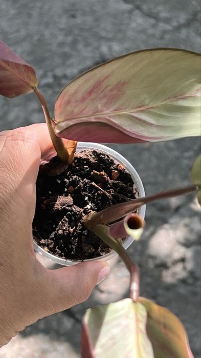Calathea Silver Plate , відділила пагон з діткою, багато коренів