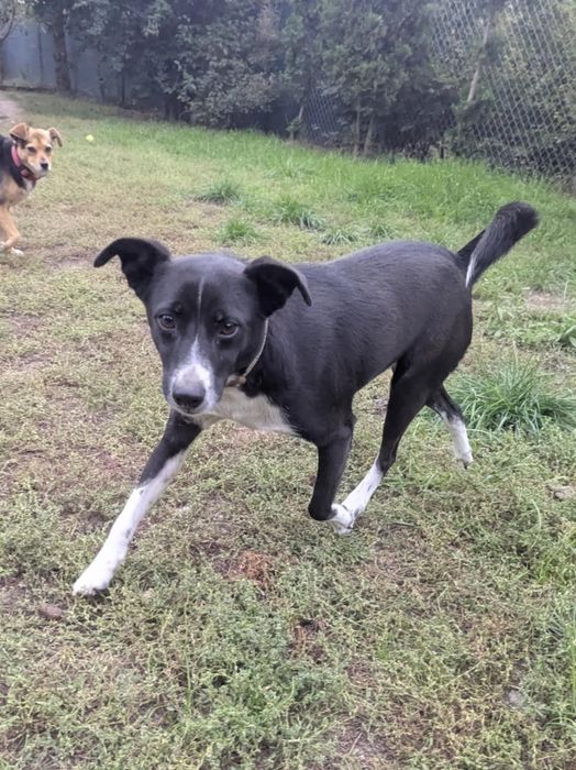 Samiec pilnie szuka domu