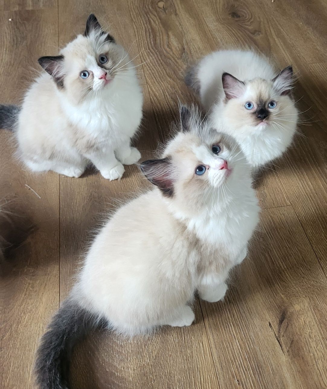 Ragdoll rodowód FPL miot h kocurek seal