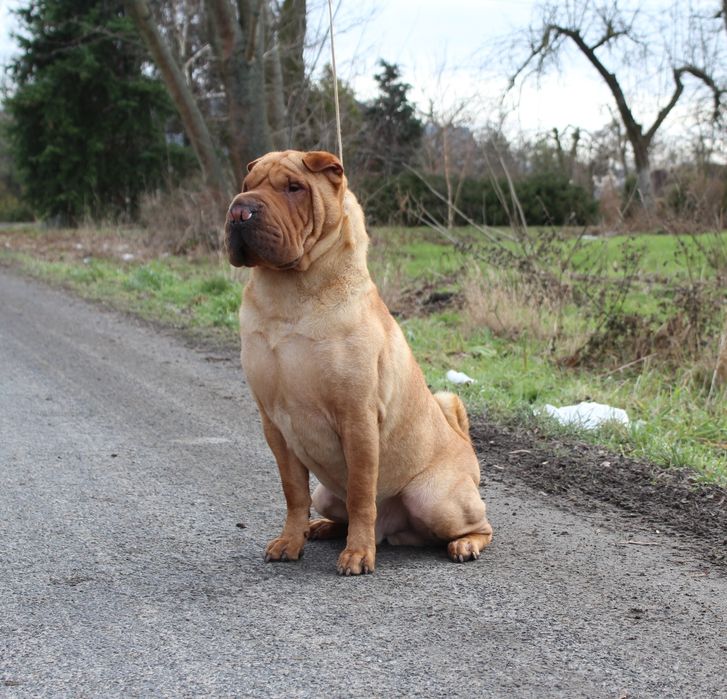Szczenię Shar pei FCI