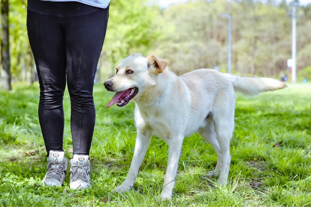 Biały- średniej wielości młody pies do adopcji