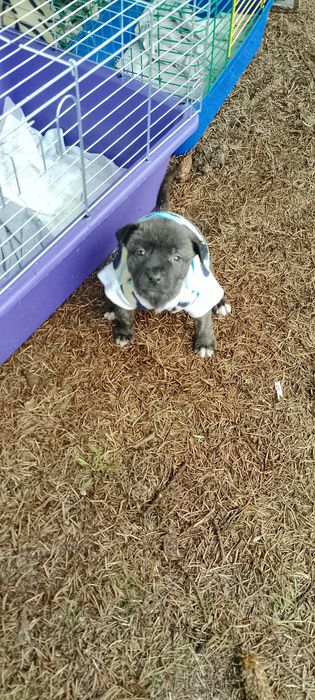 Цуценята незвичайного окрасу