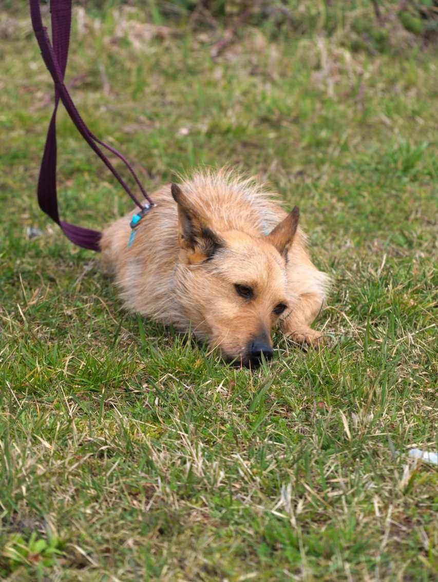 Pankracy - ciekawski, spokojny psiak do adopcji.