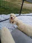 Suczka rasy Golden retriever