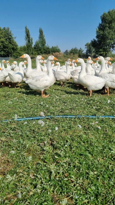 Gęsina tuszki z gospodarstwa